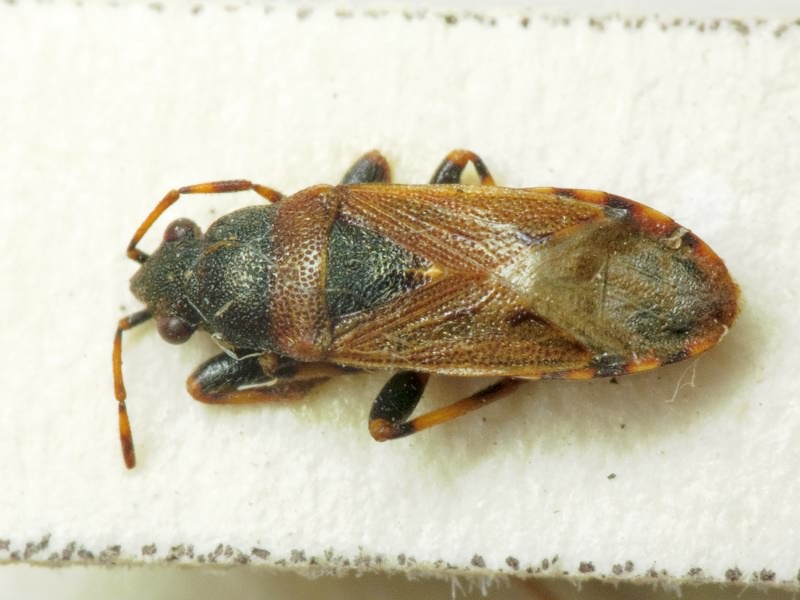 Heterogaster artemisiae Schilling, 1829